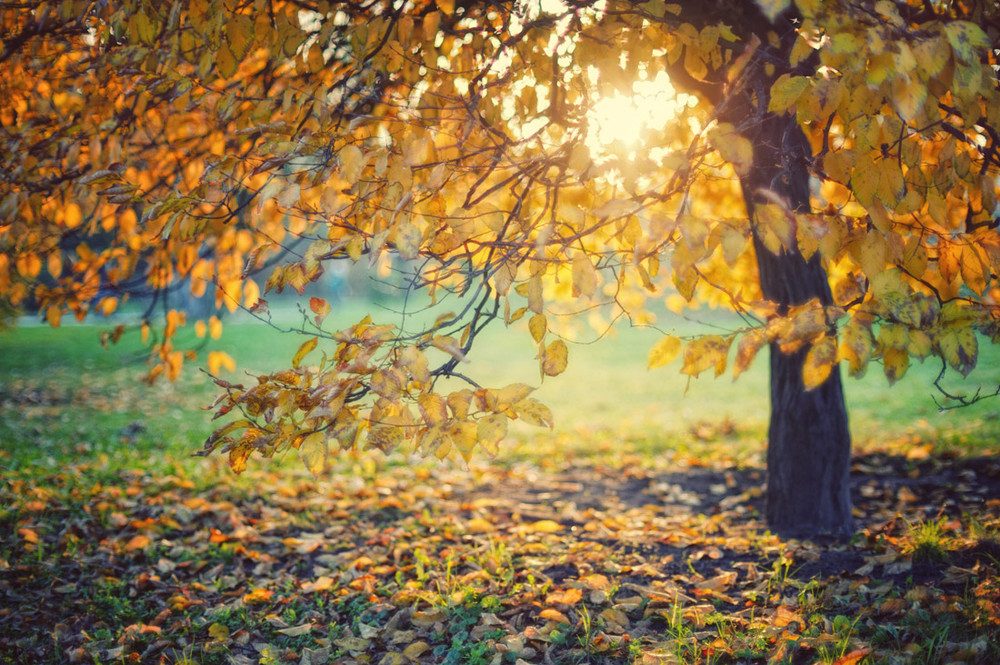 Фотографія Осенние листья и Солнце / Максим Тарасенко / photographers.ua