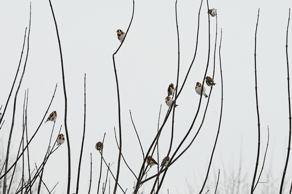 Фотографія bird / Александр Кравченко / photographers.ua