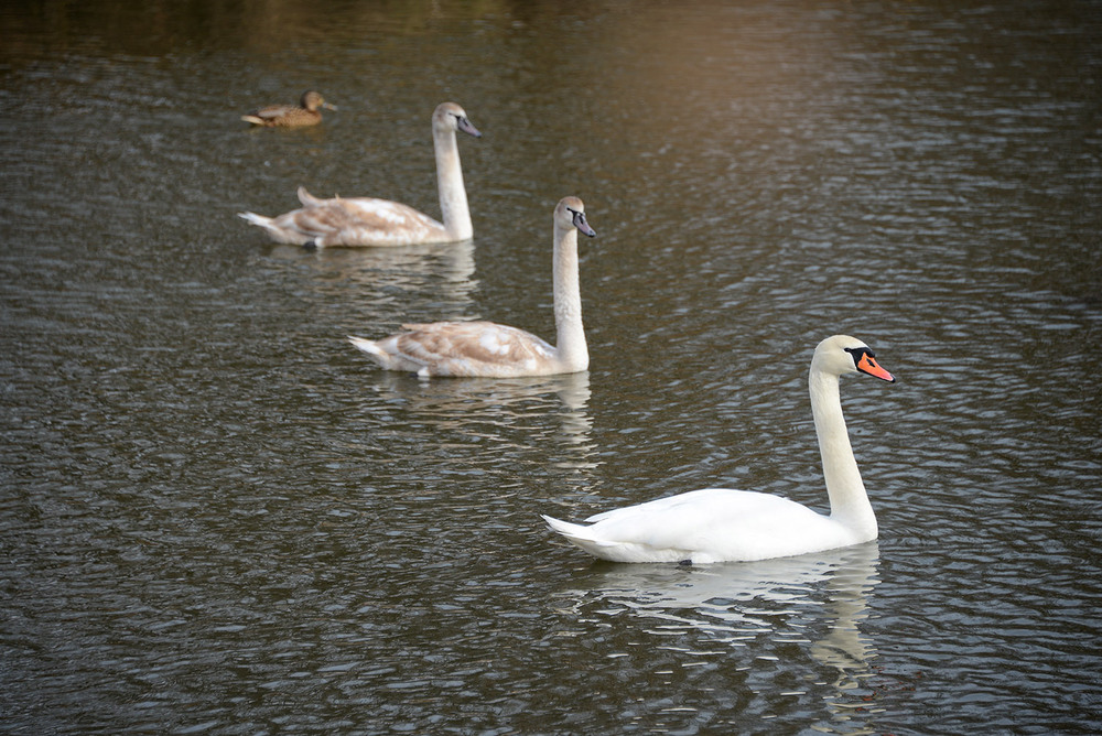 Фотографія swans / Александр Кравченко / photographers.ua