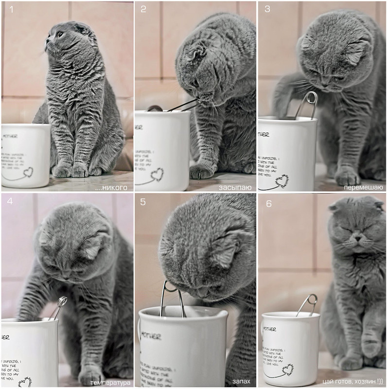 Фотографія приготовление чая по-....кошачьи)) / MobMann / photographers.ua