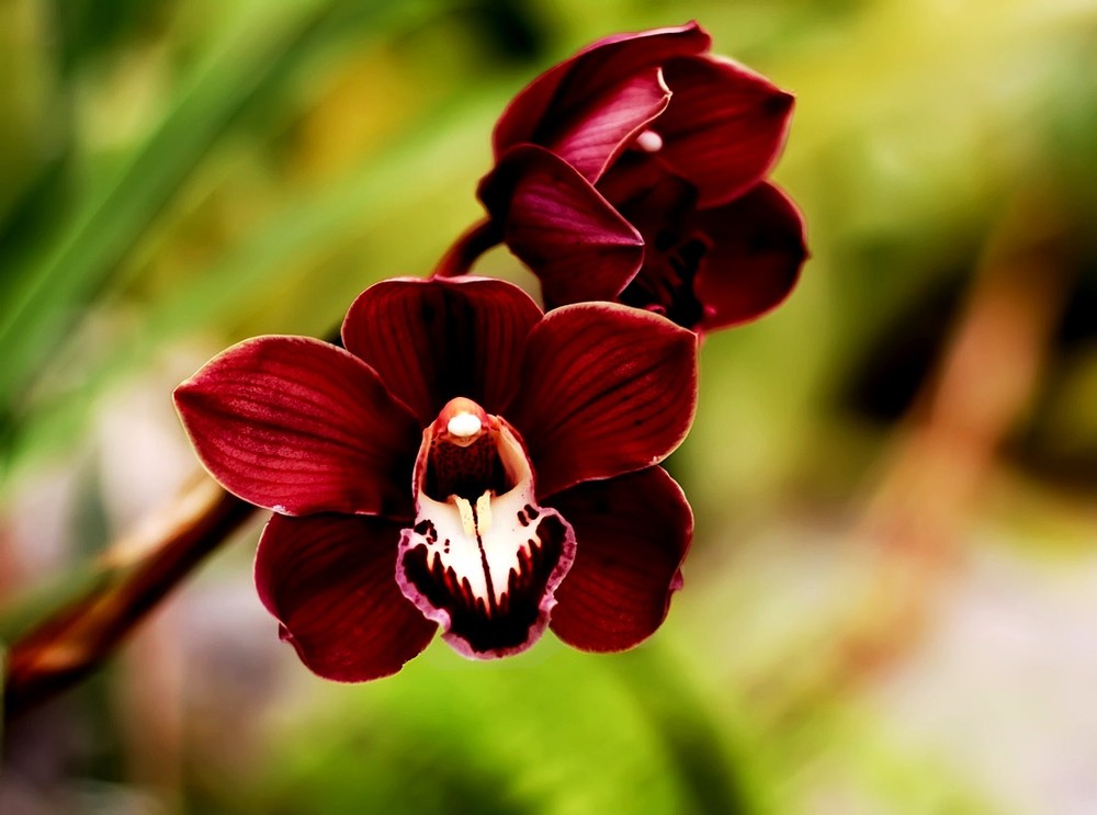 Фотографія орхидея / MobMann / photographers.ua