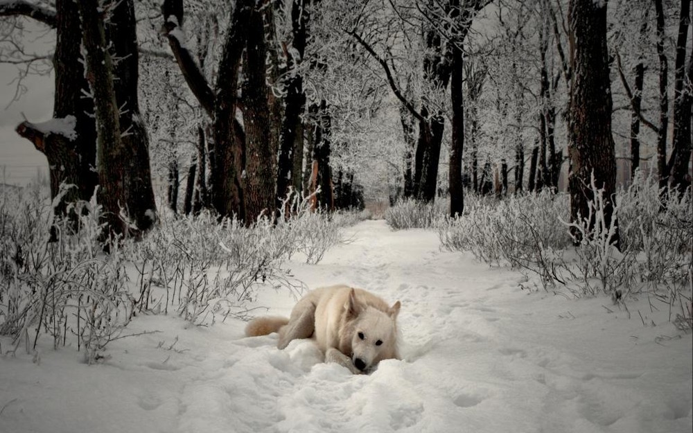 Фотографія snow / Настасья / photographers.ua