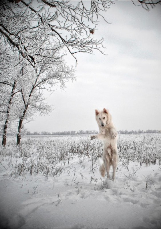 Фотографія snow / Настасья / photographers.ua