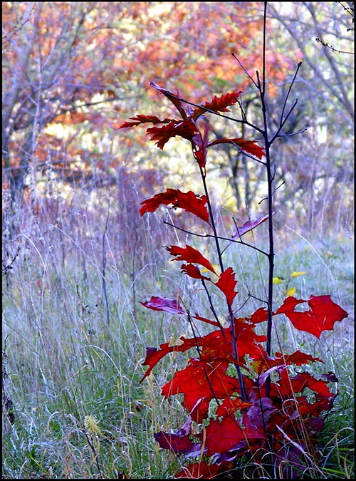Фотографія Разное / Ігор Бець / photographers.ua
