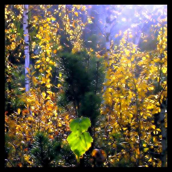 Фотографія Aurum / Ігор Бець / photographers.ua