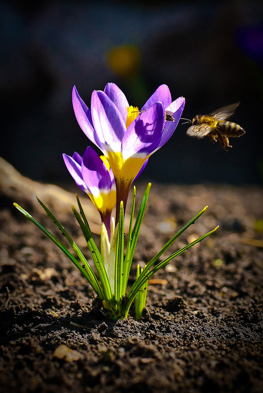 Фотографія Пчелиный аэродром / Никита Стариченко / photographers.ua