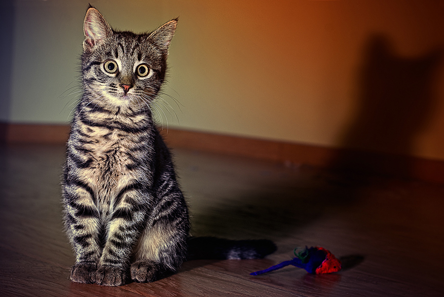 Фотографія Портрет рядового кота / Никита Стариченко / photographers.ua