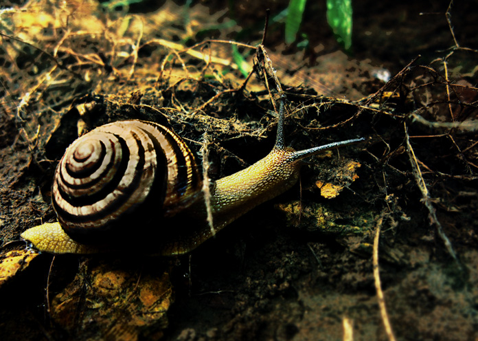 Фотографія Ранним утром / Павел Скомаровский / photographers.ua