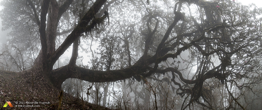 Фотографія Magic Forest / Саша Пушкин / photographers.ua