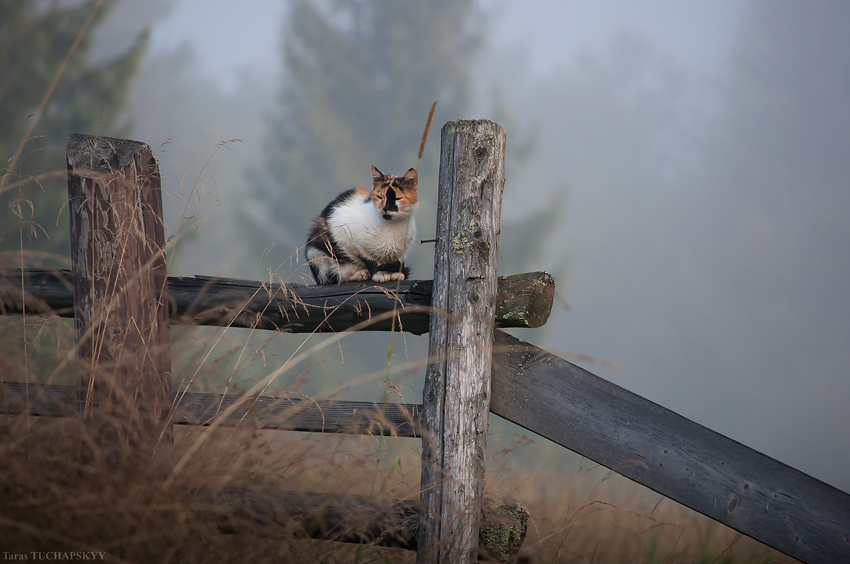 Фотографія Туманное утро / Taras TUCHAPSKYY / photographers.ua