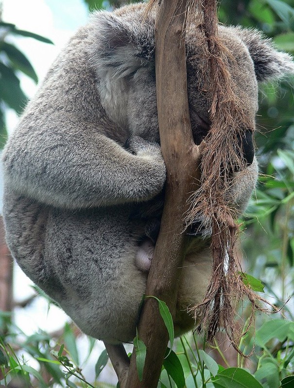 Фотографія Животные / Марина Леонтьева / photographers.ua