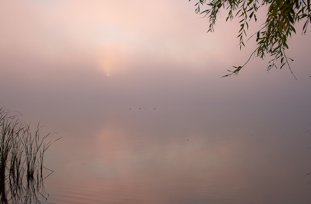 Фотографія В утреннем тумане.. / Олена Z / photographers.ua