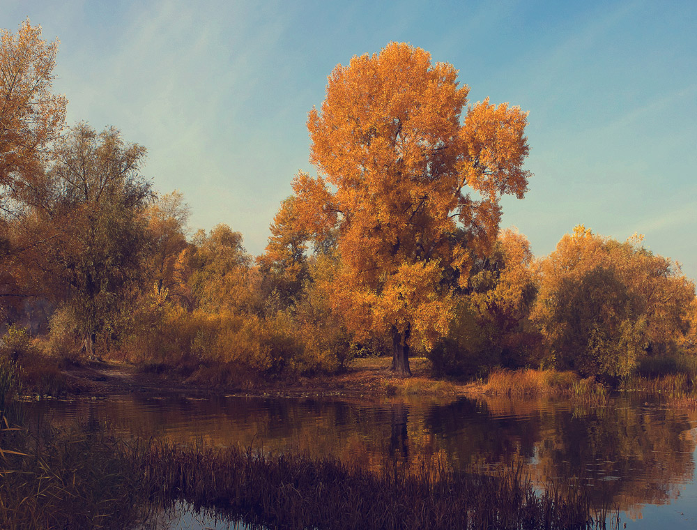 Фотографія Палитра осени / Курій Олександр / photographers.ua