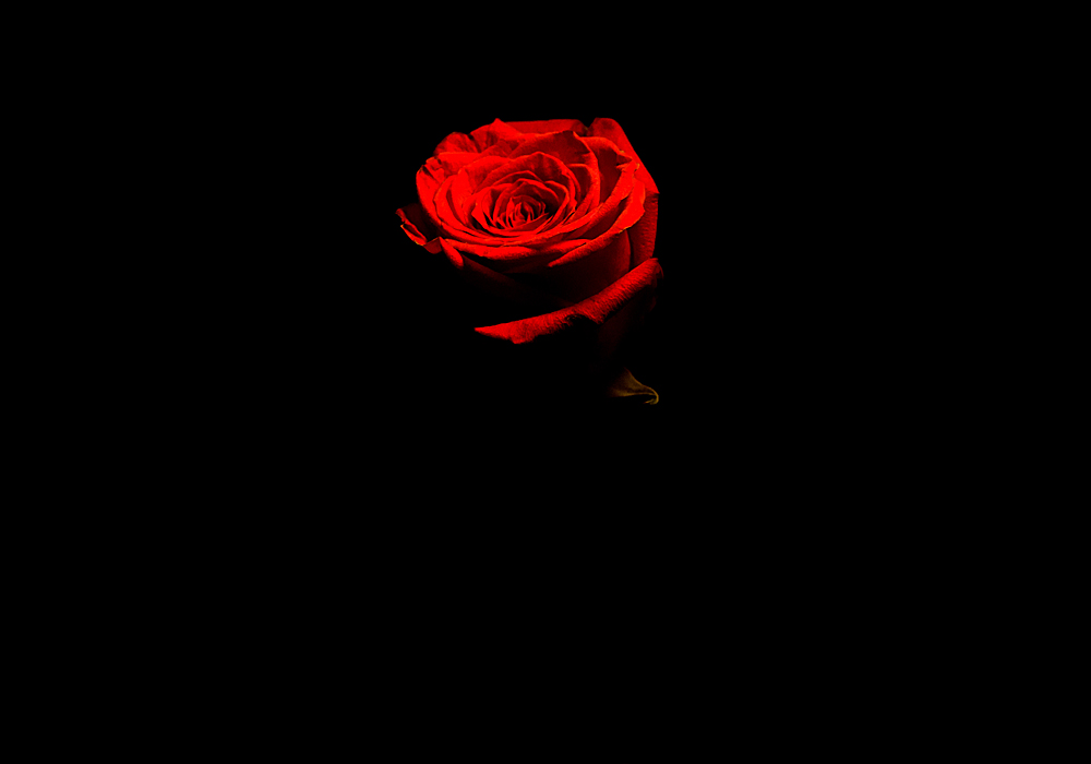Фотографія sad a rose.... / Oksana Muhalushun / photographers.ua