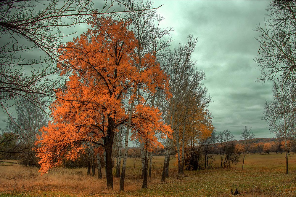 Фотографія «Нарисую осень» / Serhii Karpenko / photographers.ua