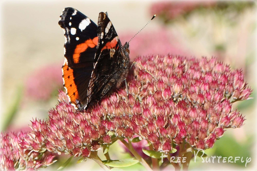 Фотографія Free Butterfly / Сhamomile / photographers.ua