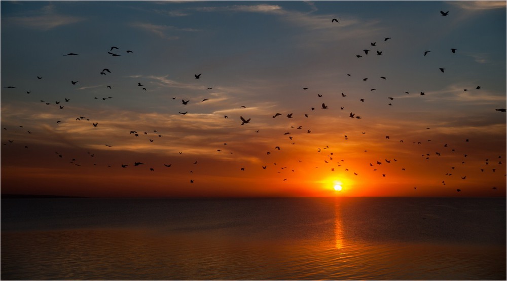 Фотографія сутінкові птахи / Борис П. Кузьмін / photographers.ua