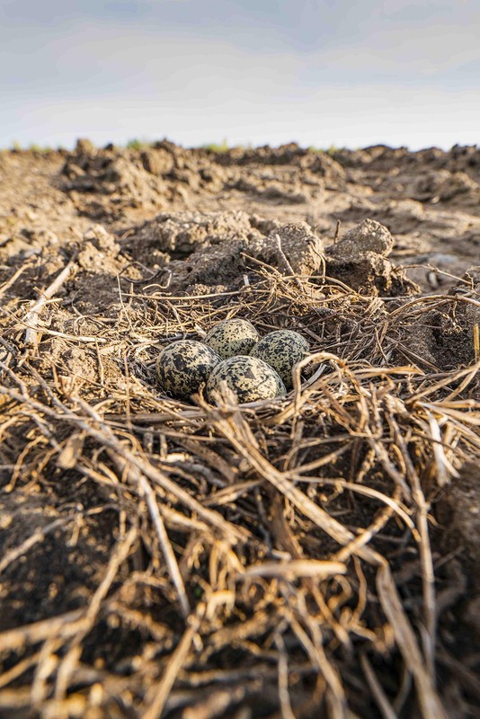 Фотографія Eggs in the nest / Саня Каржау / photographers.ua