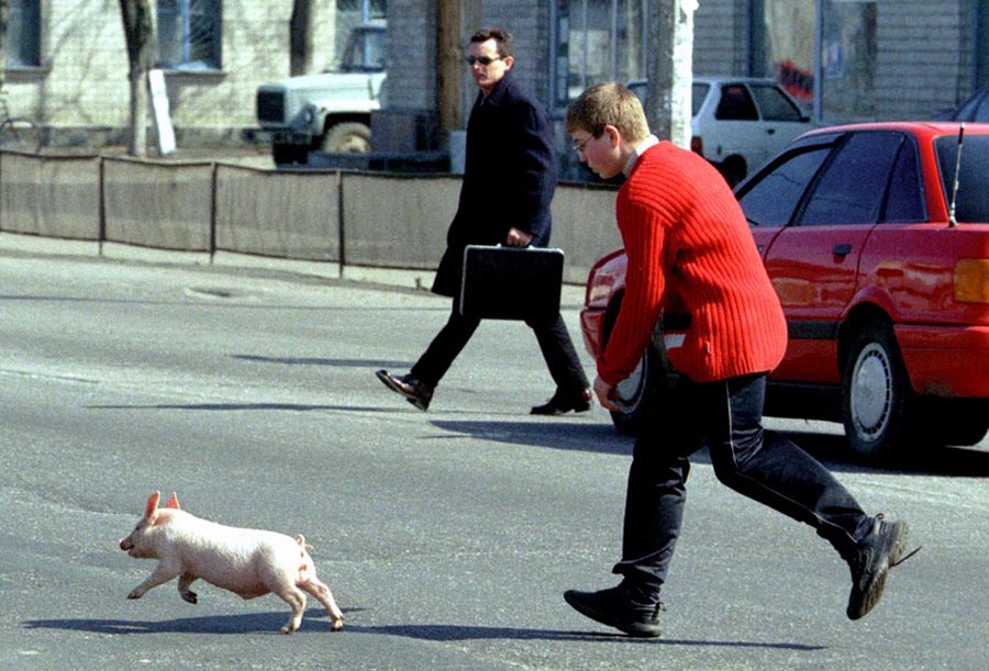 Фотографія Run Piggy, run........... / photoman / photographers.ua