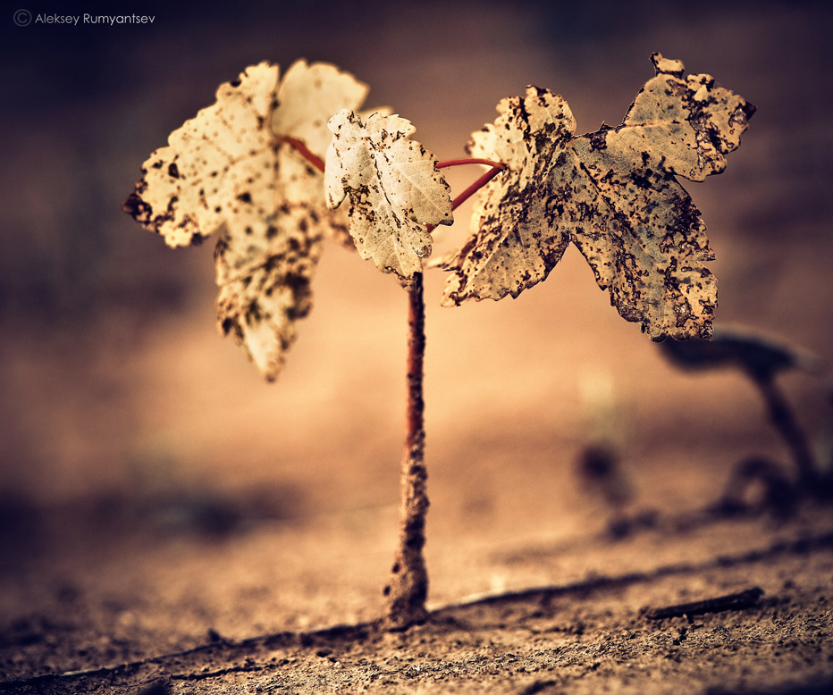 Фотографія Макро / Алексей Румянцев / photographers.ua