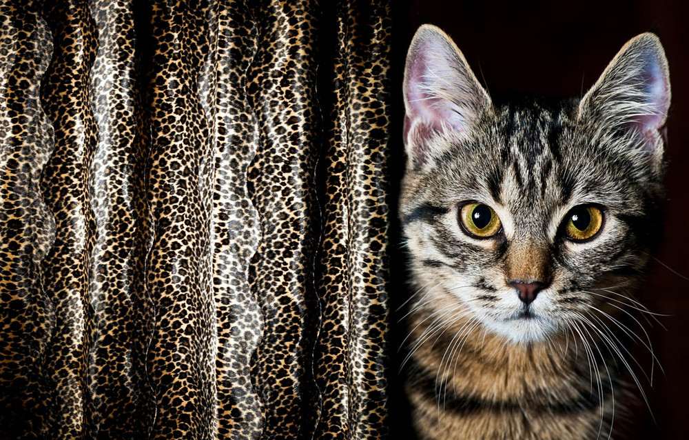 Фотографія kitty portrait / Алексей Румянцев / photographers.ua