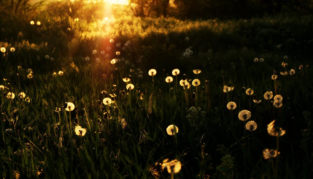 Фотографія Разное / dysha / photographers.ua