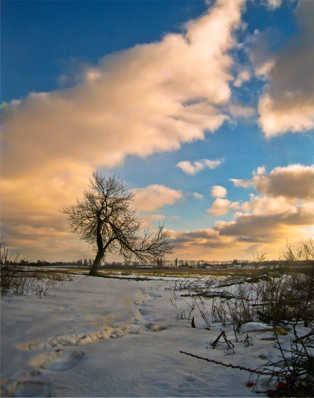 Фотографія lonely tree / Ent / photographers.ua