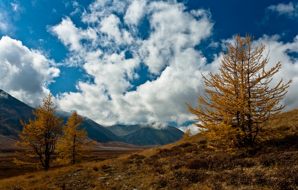 Фотографія Осень на севере Монголии / Дмитрий Ч / photographers.ua