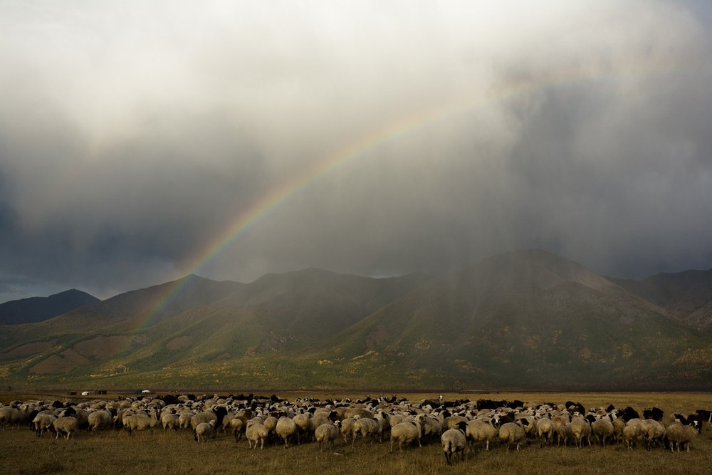 Фотографія Про монгольских овечек / Дмитрий Ч / photographers.ua
