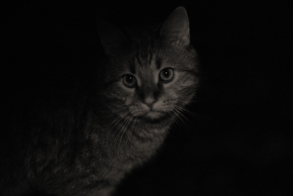 Фотографія пробираясь сквозь темноту / Karinochka / photographers.ua