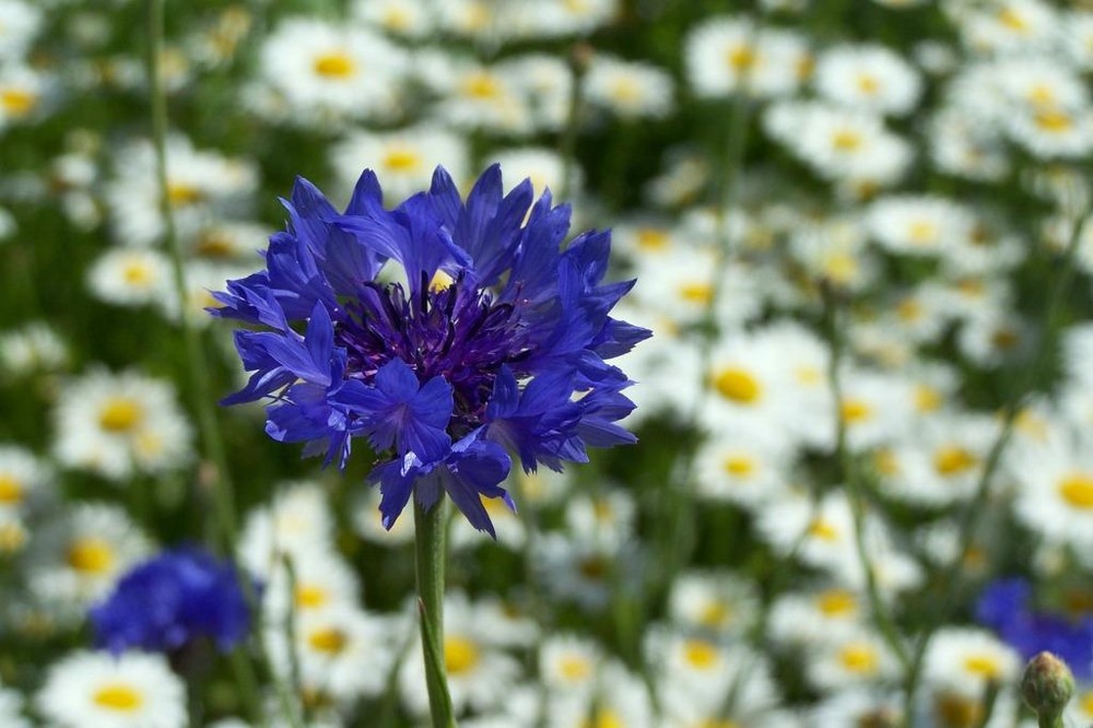 Фотографія самотня волошка / Чимшит Ліза / photographers.ua