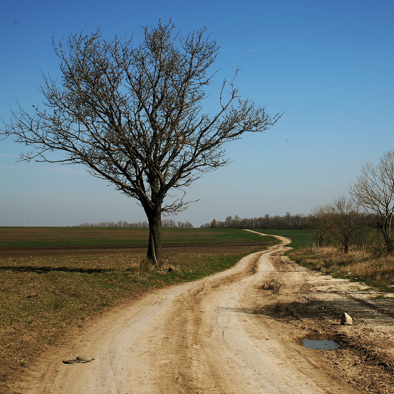 Фотографія Звивиста стежина / Ірина Грицюк / photographers.ua