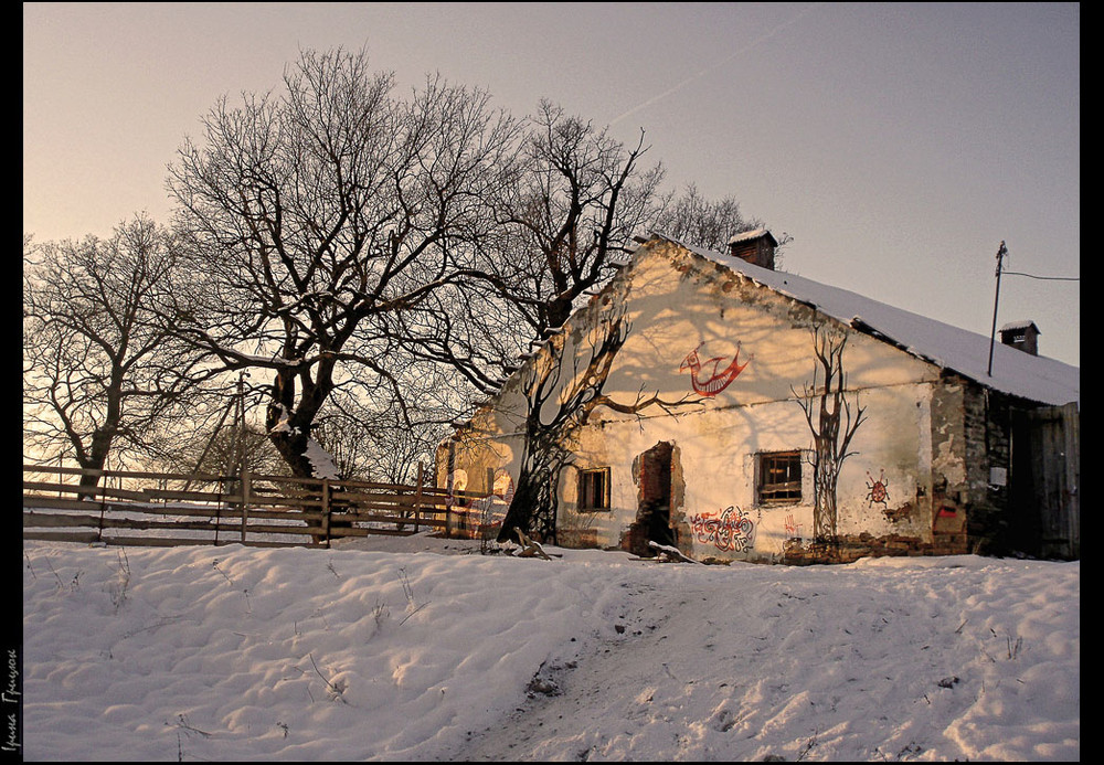 Фотографія Птаха на дереві / Ірина Грицюк / photographers.ua