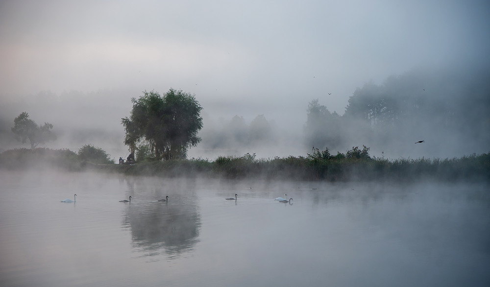 Фотографія Туман и лебеди / Уланов Максим / photographers.ua