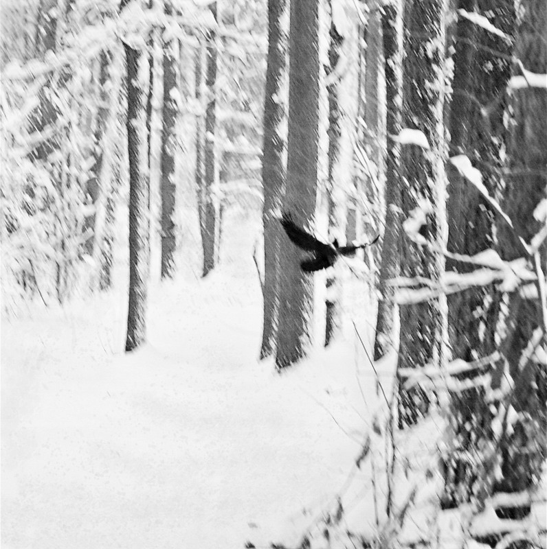Фотографія белый снег, черная ворона / babuka / photographers.ua