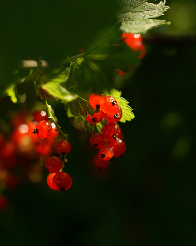 Фотографія ... / babuka / photographers.ua