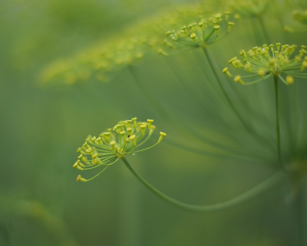 Фотографія ... / babuka / photographers.ua