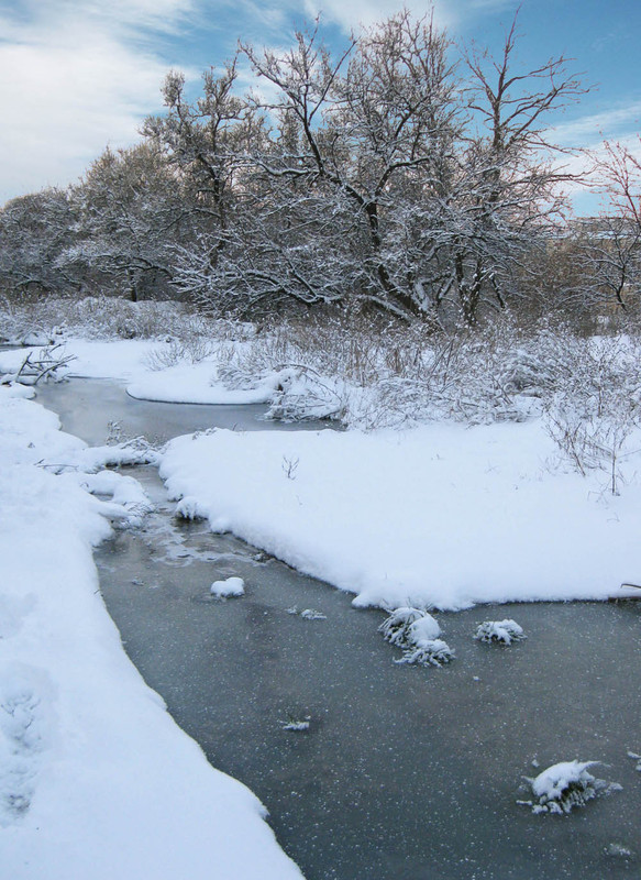 Фотографія Поет зима - аукает, мохнатый лес баюкает / Алина Боднар / photographers.ua