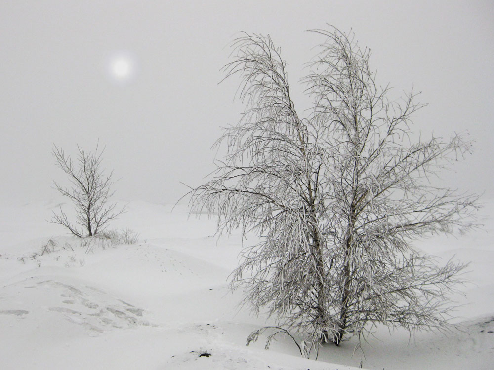 Фотографія странники снежной пустыни / Алина Боднар / photographers.ua