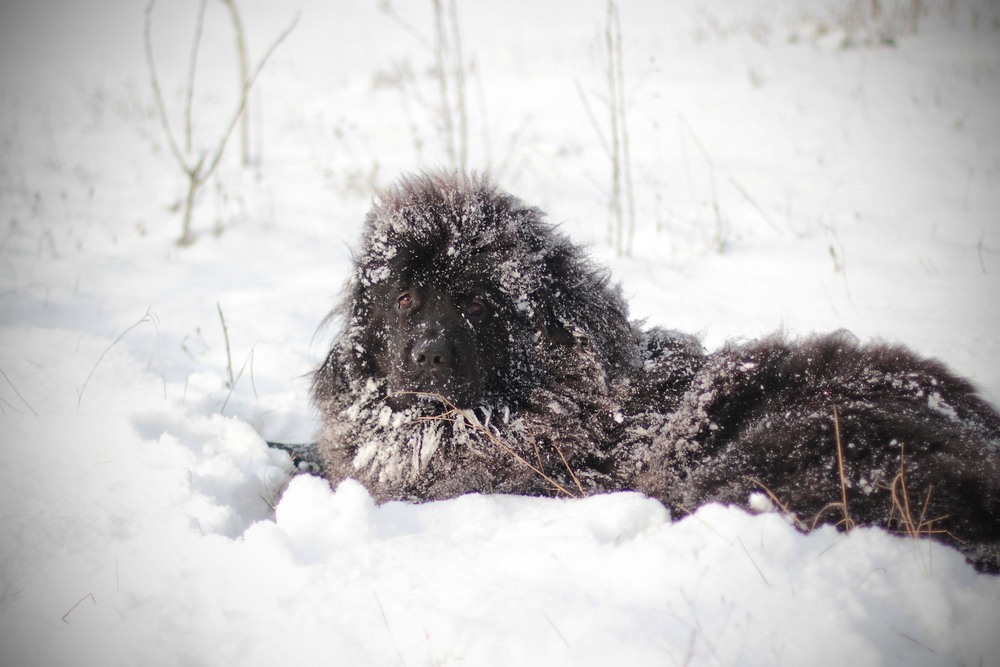 Фотографія сНежный пёс / LesyaKulik / photographers.ua
