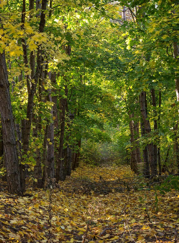 Фотографія * / Дмитрий Д. / photographers.ua