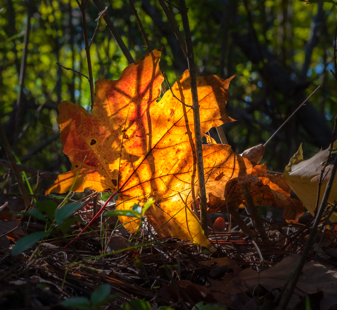 Фотографія Макро / Дмитрий Д. / photographers.ua
