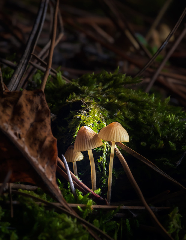 Фотографія Макро / Дмитрий Д. / photographers.ua