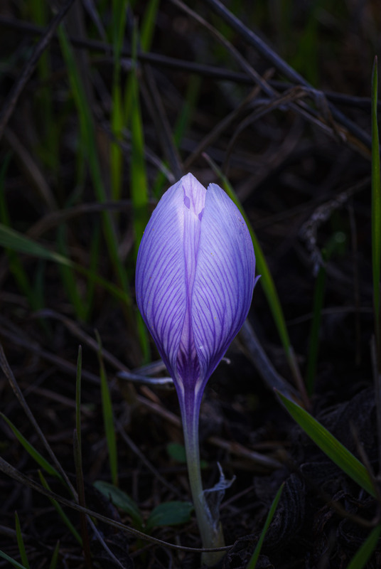 Фотографія Макро / Дмитрий Д. / photographers.ua