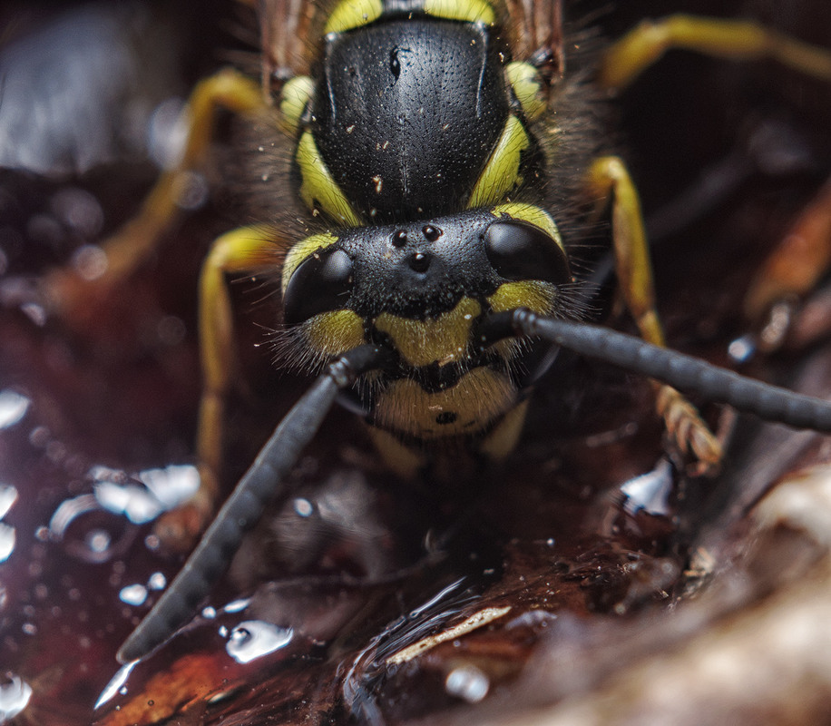 Фотографія Эти глаза напротив / Дмитрий Д. / photographers.ua
