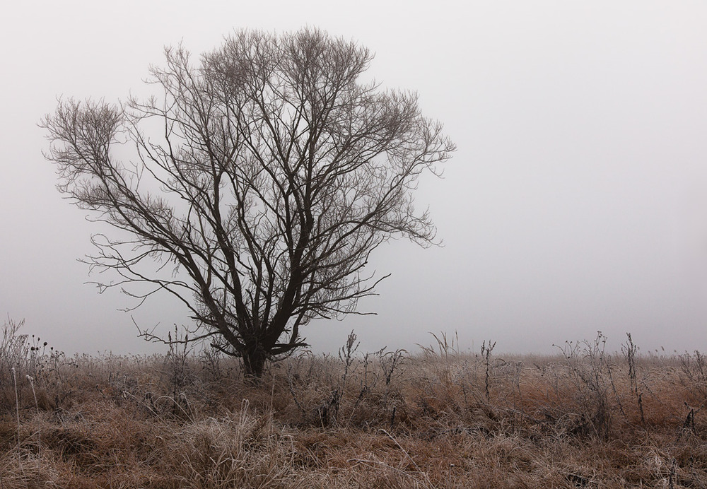 Фотографія lonely tree... / Igor Bulakh  Булах Ігор / photographers.ua
