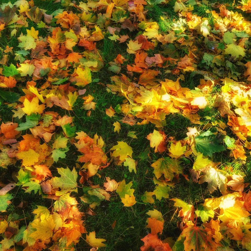 Фотографія colors of autumn / Igor Bulakh  Булах Ігор / photographers.ua