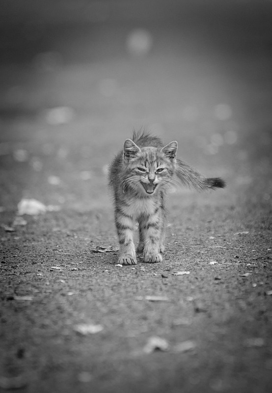 Фотографія Маленький тигрррр... / D0_os / photographers.ua