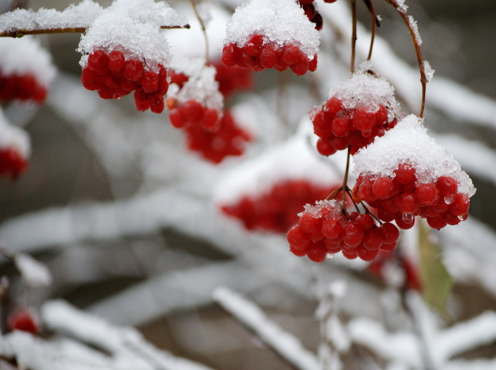 Фотографія первый снег / Валерий Калашников / photographers.ua