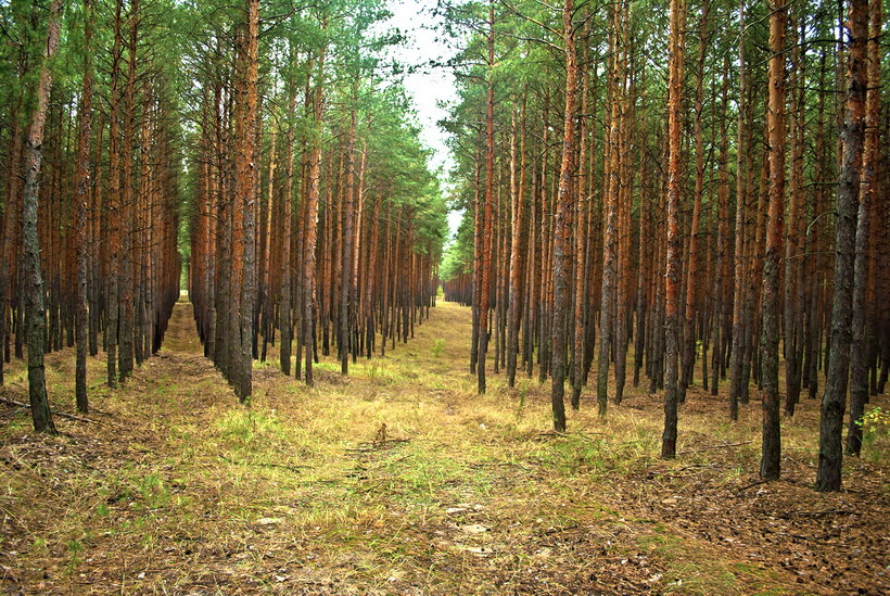 Фотографія Летний лес / Валерий Калашников / photographers.ua